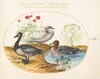 Plate 29: Geese with Poppies and a Cyclamen