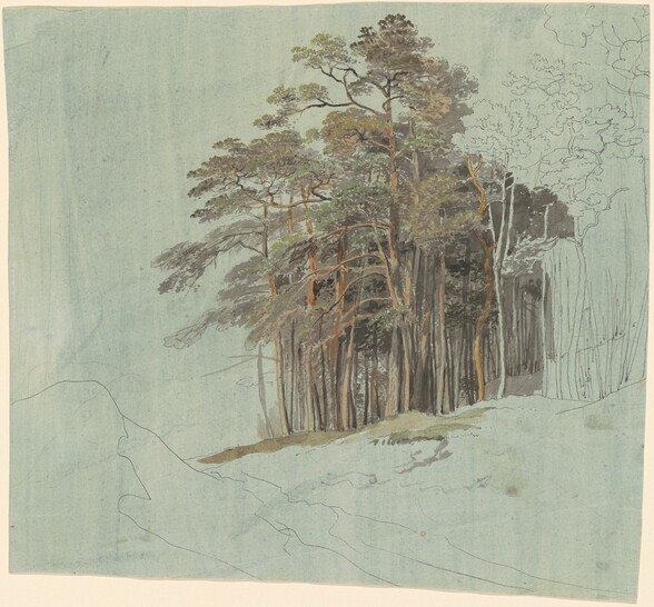 A Study of Pine Trees