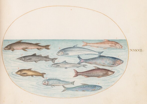 Plate 41: Whitefish(?) and Other Fish