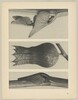 a u. c Aristolochia clematitis; b Hyoscyamus niger