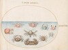 Plate 48: Ten Crabs
