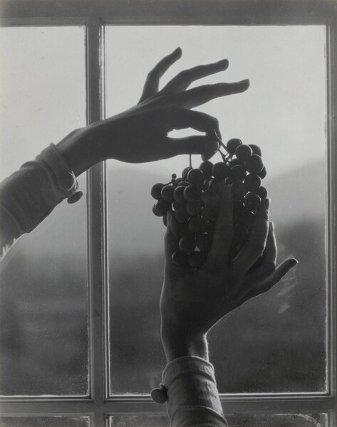 A pair of delicate hands hold a bunch of grapes up against a window in this vertical black and white photograph. The hands and grapes are backlit against the bright window panes. The woman holds the stem of the bunch in her left hand between her thumb and index finger, and the rest of her fingers curve up and out. She cups the grapes from below with her other hand. Buttoned cuffs of a knitted shirt hug the woman’s wrists.