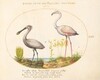 Plate 14: Spoonbill Crane and Flamingo