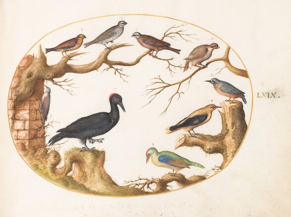 Plate 69: Black Woodpecker, European Green Woodpecker, Nuthatch, and Other Birds