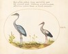 Plate 18: Heron and Stork