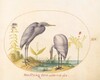 Plate 19: Two Great Egrets with Green Breeding Masks
