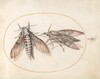 Plate 26: Two Hawk Moths