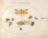 Plate 47: A Dragonfly (Banded Darter?), Grasshopper, Houseflies, a Carrion Beetle, a Flower Longhorn Beetle, and Other Insects