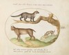Plate 14: A Civet, a Lynx, and a Hyena Eating a Dog