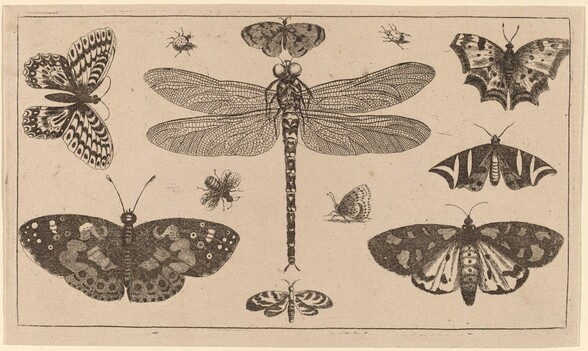 Dragonfly, Ladybirds, and Butterflies