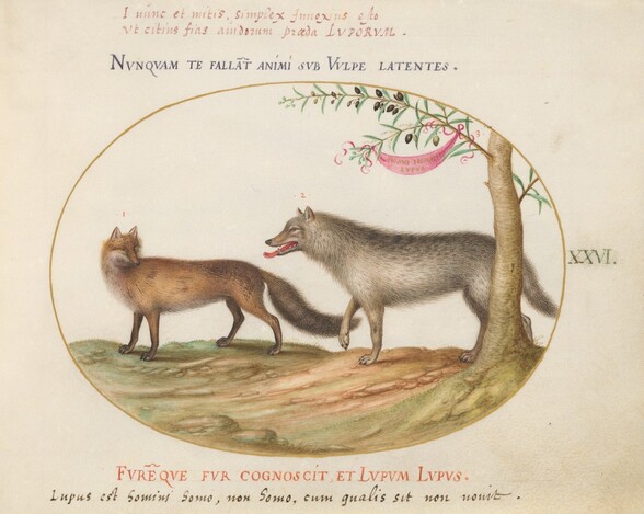 Plate 26: A Red Fox and a Wolf