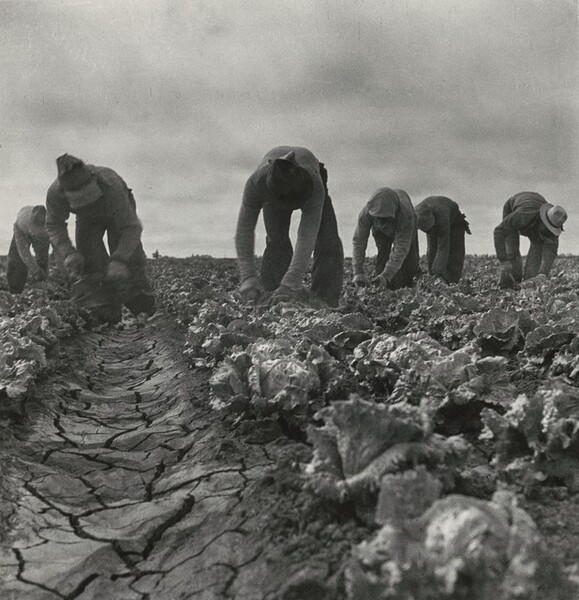 Filipinos cutting lettuce, Salinas Valley, California