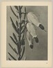Erica herbacea