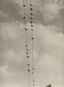 image: Birds