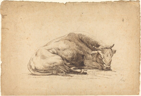 A Bull Sleeping