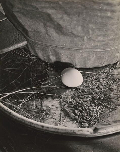 Egg on Oil Drum