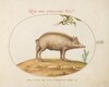 Plate 18: A Pig with Acorns