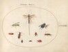 Plate 78: Ten Insects, Including a Blue Fly