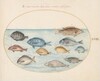Plate 23: Bream(?) and Other Fish