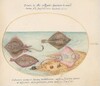Plate 32: Skates with an Egg Case and Two Flat Fish