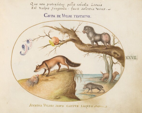 Plate 27: A Cross Fox, a Hyena/Baboon, a Sea Wolf, and a Gulon (Wolverine?)