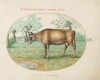 Plate 8: A Cow