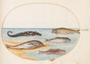 Plate 36: Five Fish, Including Carp(?)