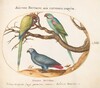 Plate 58: African Gray Parrot, Indian Ring-Necked Parrot, and a Third Parrot