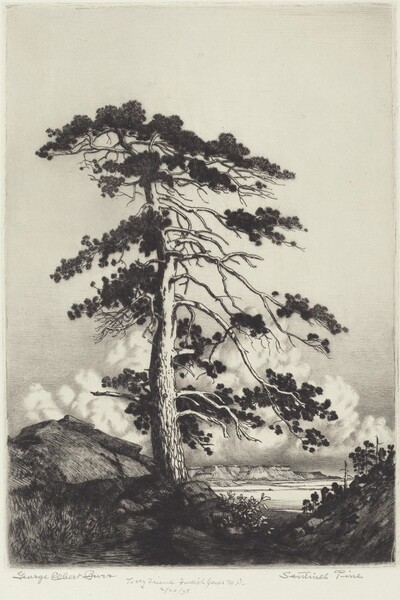 Sentinel Pine