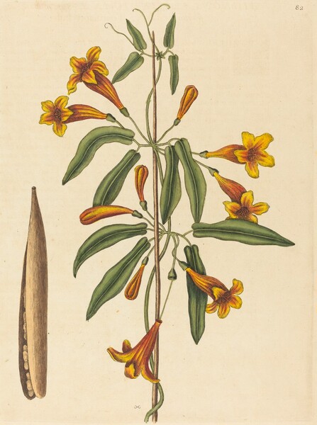 Cross-vine (Bignonia capreolata)
