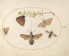 Plate 23: Hawk Moth, Butterflies, and Other Insects around a Snowberry Sprig