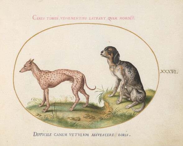 Plate 36: Two Spotted Hounds
