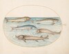 Plate 6: Five Catfish and Sturgeon(?)