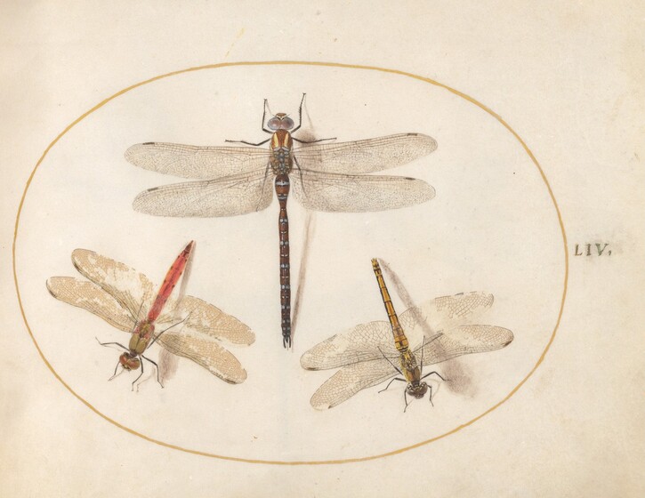 Joris Hoefnagel, Plate 54: Hairy Dragonfly and Two Darters, c. 1575/1580
