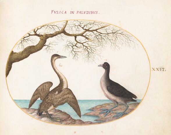 Plate 26: Cormorant and Coot
