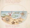 Plate 53: Sea Cucumbers, Coral, Octopus, Starfish, Squid, and Other Sea Creatures