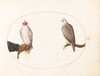 Plate 5: A Hooded Falcon and Its Wild Counterpart