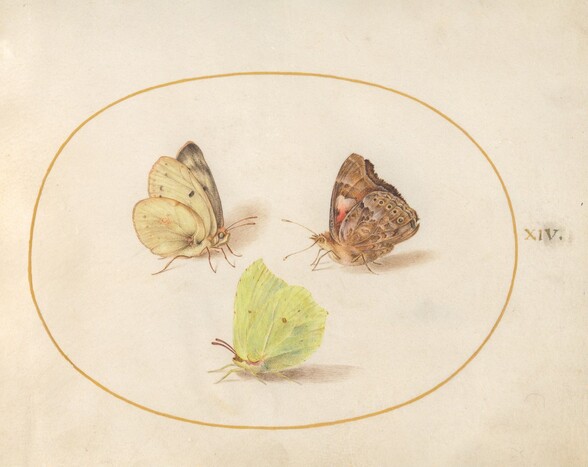 Plate 14: Common Brimstone, Red Admiral, and Clouded Yellow Butterflies