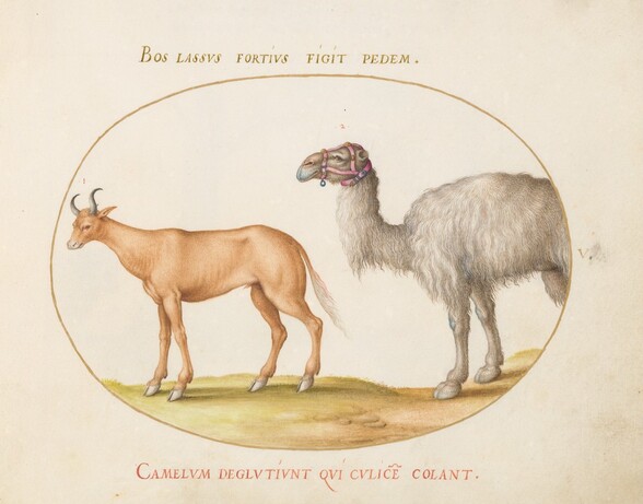 Plate 5: An Ox and a Camel