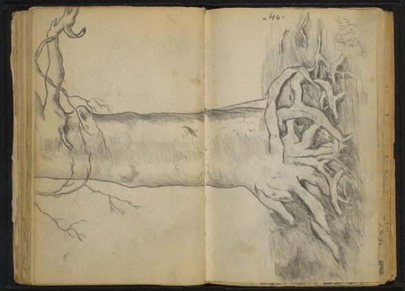 Tree with Gnarled Roots