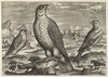 Hawk and Sparrows