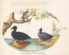 Plate 27: A Common Scoter, a Eurasian Coot, and a Rosefinch(?)