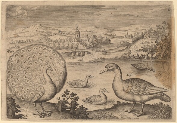 Peacock and Goose