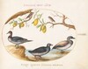 Plate 37: Three Waterfowl with Two Nightingales(?)  Perched in Citrus Trees