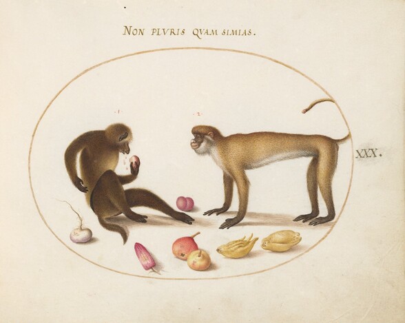 Plate 30: Two Monkeys