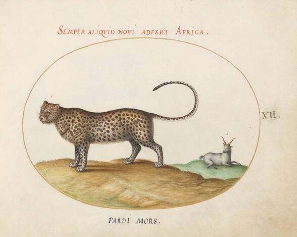 Plate 12: A Cheetah(?) and a Wild Sheep