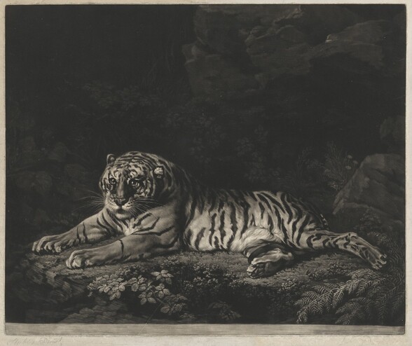 A Tigress