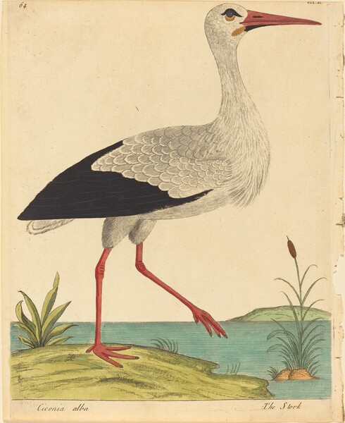 The Stork (Ciconia Alba)