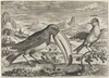 Toucan and Another Tropical Bird