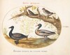 Plate 33: A Pair of Bohemian Waxwings, a Shelduck(?), and a Brant Goose with a Ginger Plant